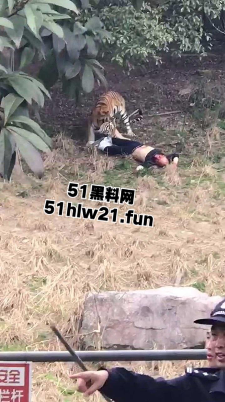 浙江宁波雅戈尔动物园，男子翻越围墙遭老虎攻击致死，老虎遭警方枪杀，园方称死者并没有买票。-4