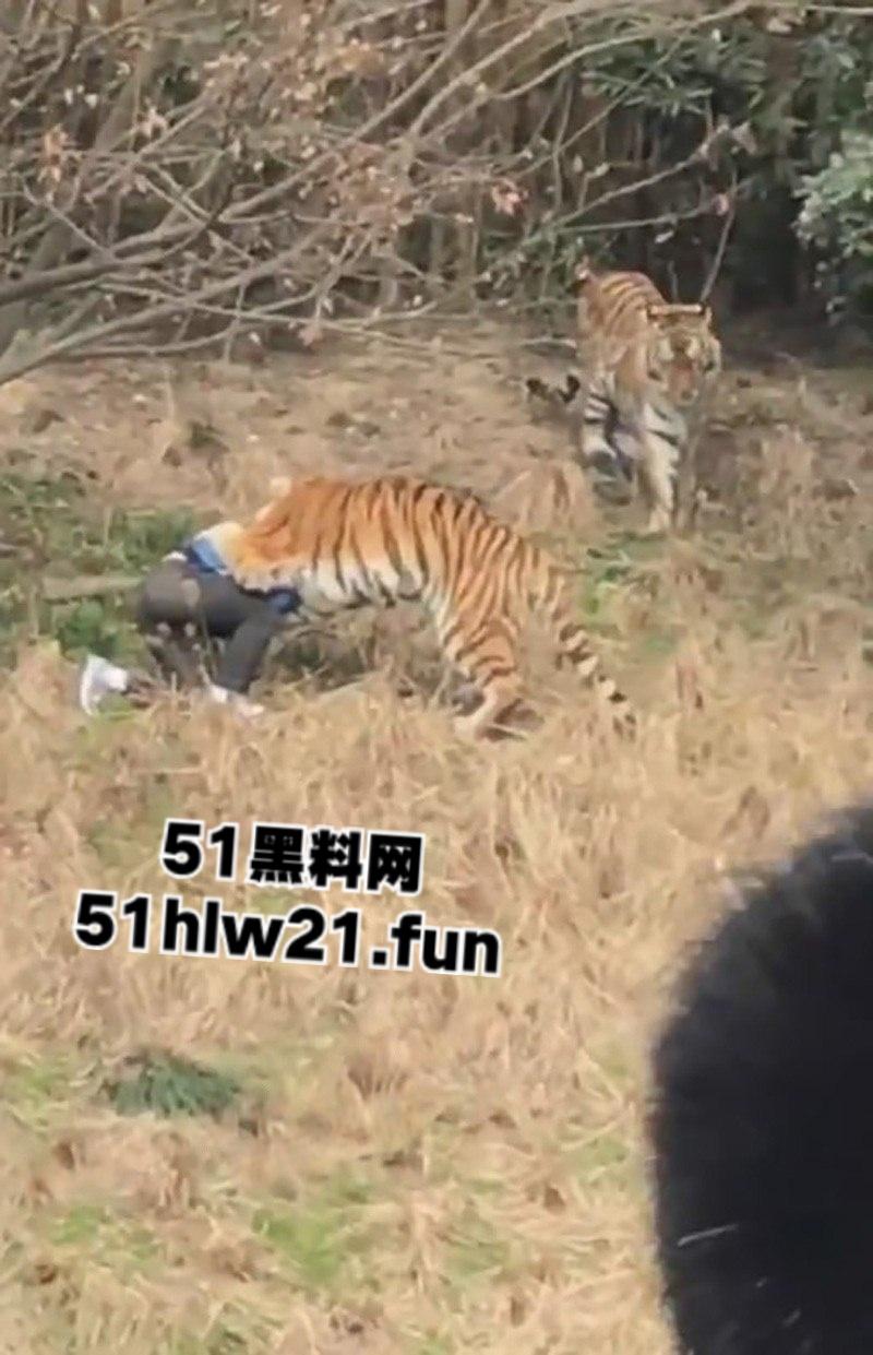 浙江宁波雅戈尔动物园，男子翻越围墙遭老虎攻击致死，老虎遭警方枪杀，园方称死者并没有买票。-6